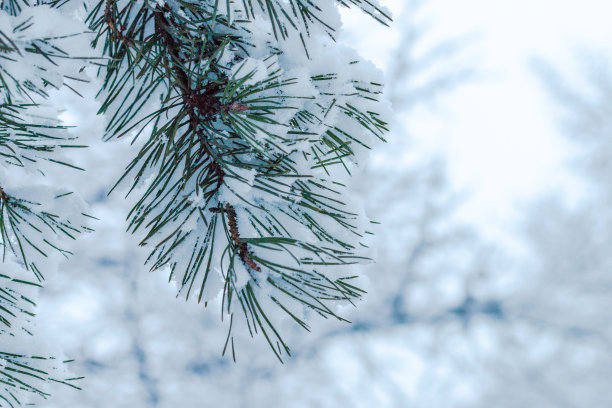 积雪寒冷小雪小寒大寒