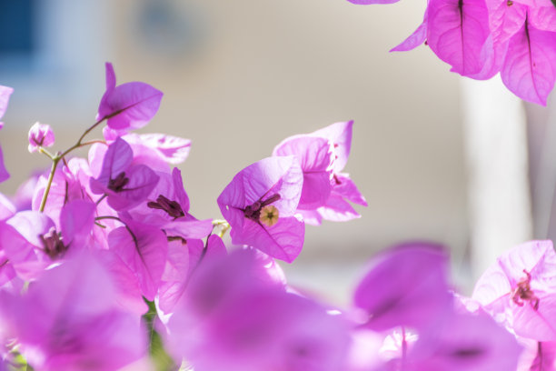 三角梅,,紫色花