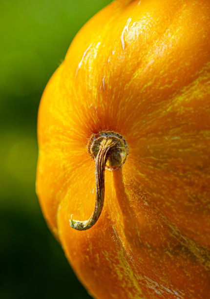 有机蔬菜海报 蔬菜 青菜海报