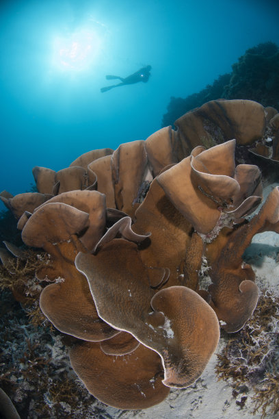 户外海水礁石自然景观