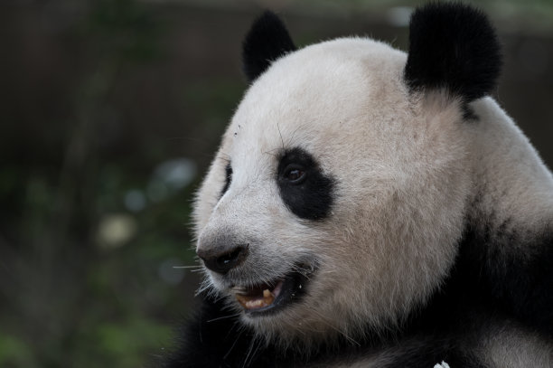 青城山熊猫