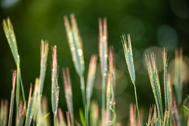 立夏芒种夏至白露