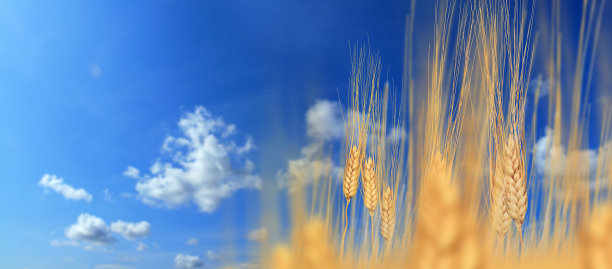 稻草蓝天白云云彩天空