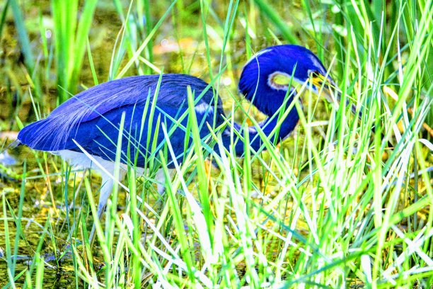 蓝色紫色花鸟