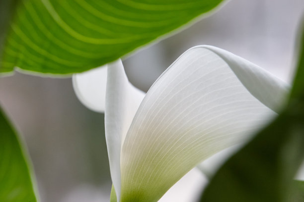 红掌花