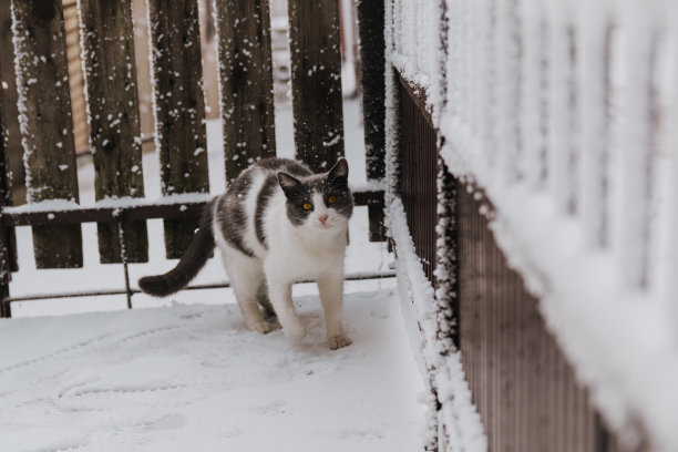 下雪中的院子