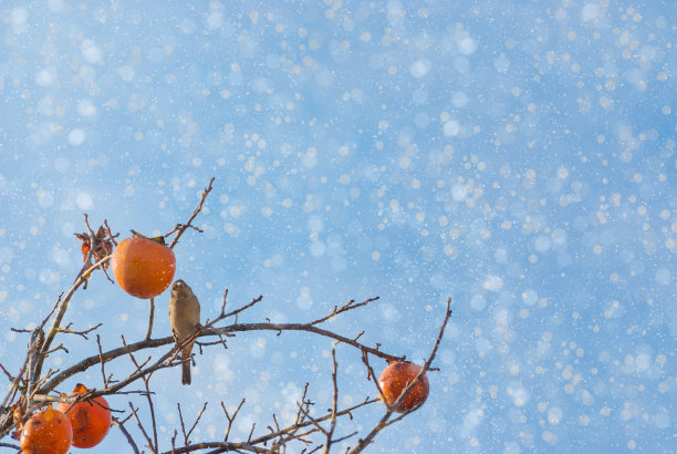 冰雪中的果实