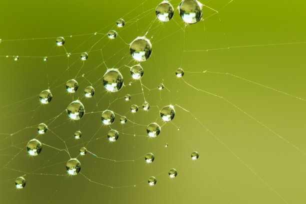 雨中昆虫