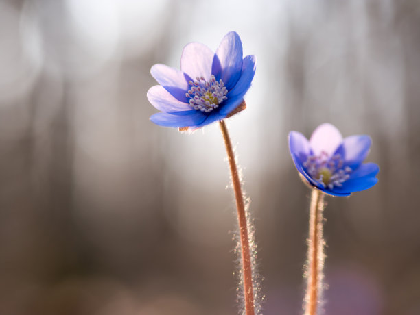 高清花蕊