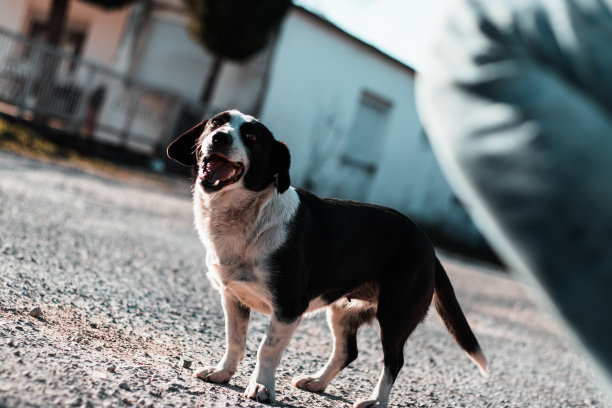 孤单狗犬小狗孤独寂寞