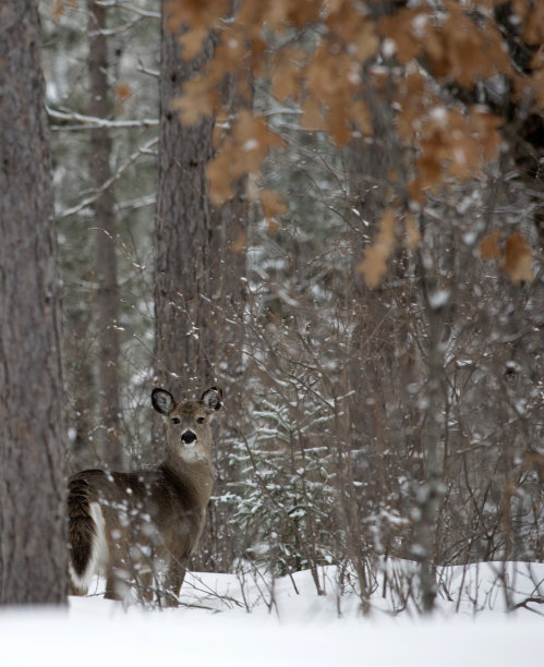 冬季野外森林和鹿