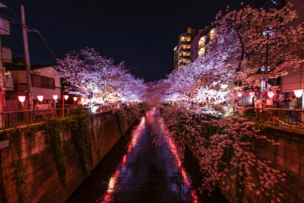 夜幕下的樱花树