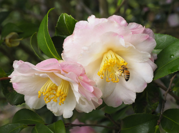 山茶花,蜜蜂