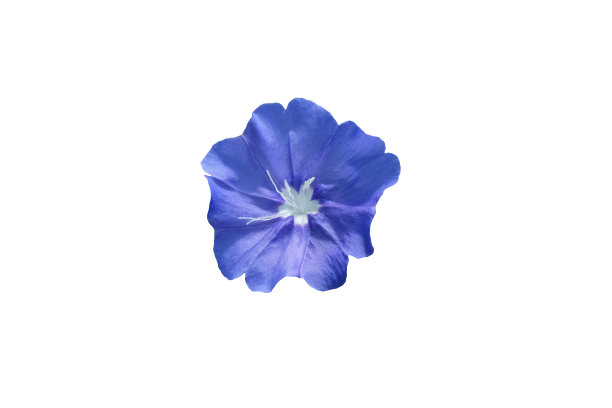 蓝紫色牵牛花