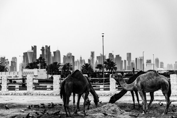 城市骆驼拍摄