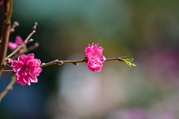 粉色花朵包装盒