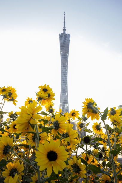 广州市花