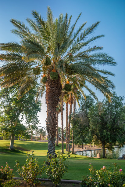 棕榈泉生态公园