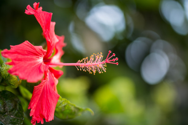 怒放的月季花