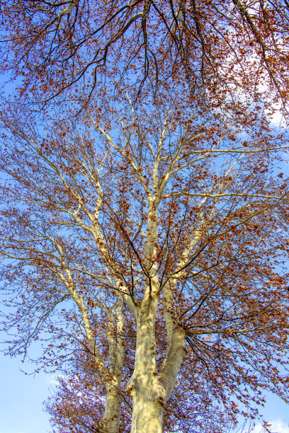秋天的法国梧桐树