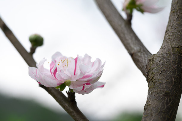 高清水蜜桃