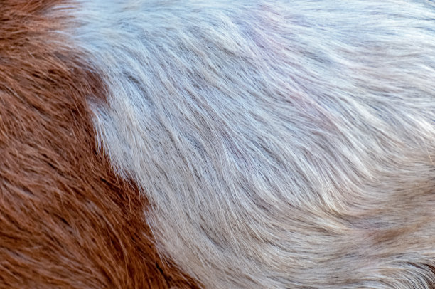 动物的毛发纹理