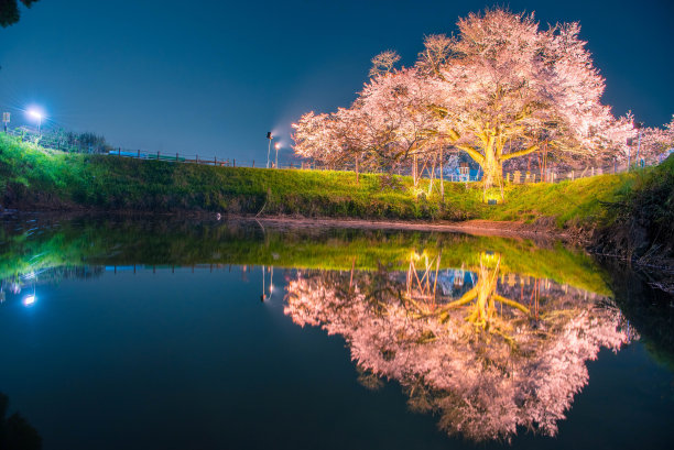 夜幕下的樱花树