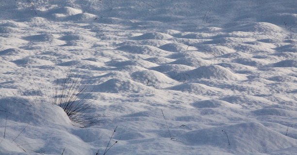 白雪覆盖牧场