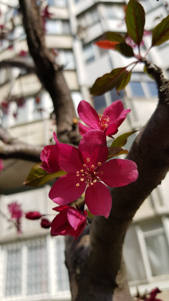 桃子图案花纹壁纸背景