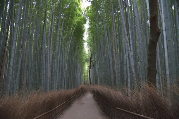 竹林小径