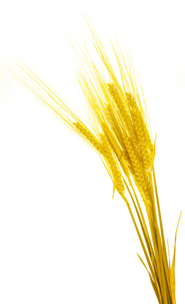 金黄的大麦