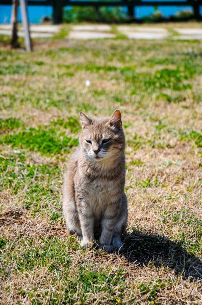 猫咪线条