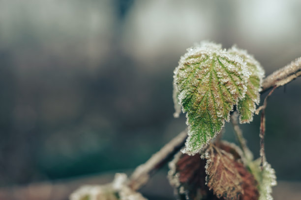 秋分霜降小雪冬大寒