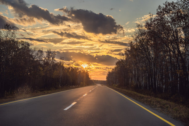 一排树木的道路