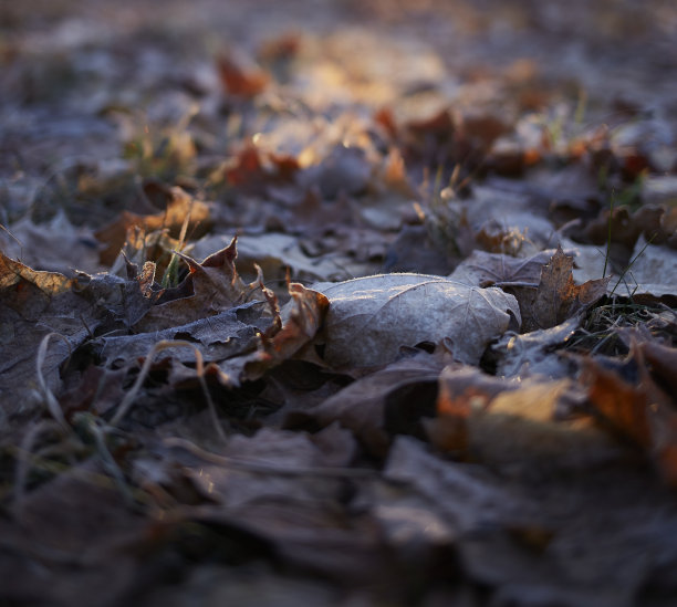 叶子上的霜冻