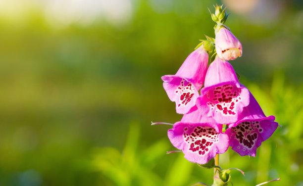 丁香花图片