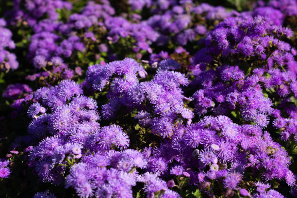 菊花背景