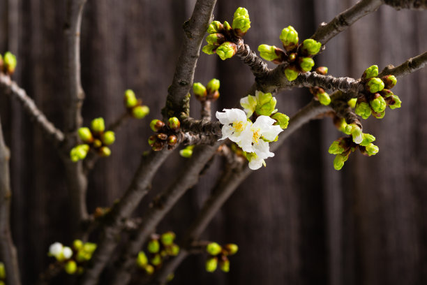 木老芽