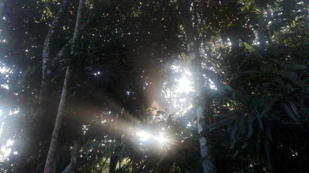 阳光照射的树林