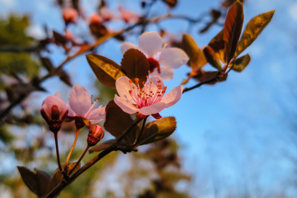 李子树开花