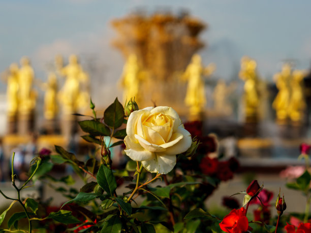 金色玫瑰花背景