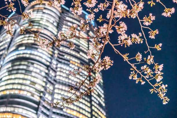 夜幕下的樱花树