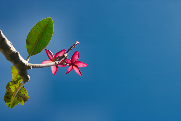 茉莉花摄影