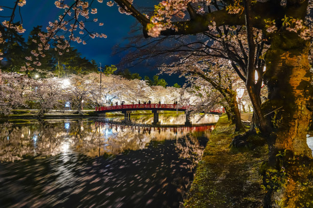 樱花 背光 风景 花朵 粉色 