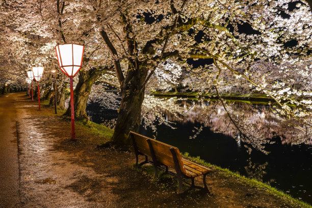 樱花 背光 风景 花朵 粉色 