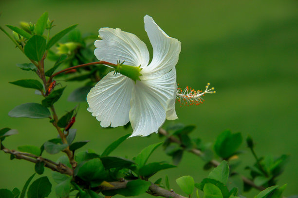 艳丽木槿花