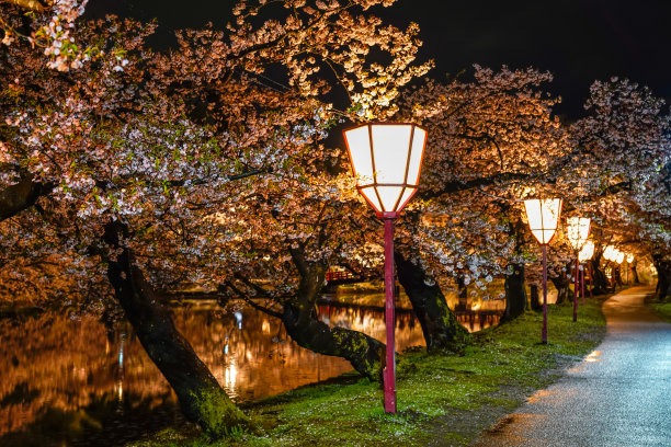 樱花 背光 风景 花朵 粉色 