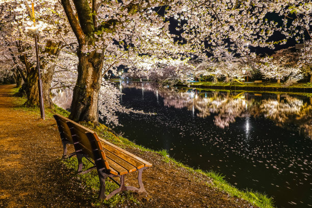 樱花 背光 风景 花朵 粉色 