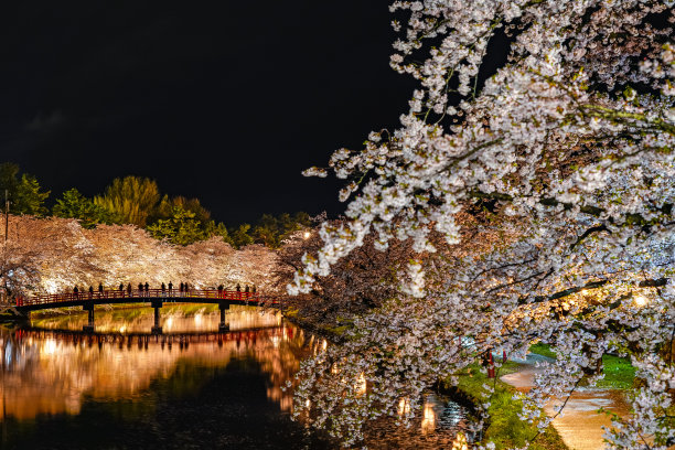 樱花 背光 风景 花朵 粉色 