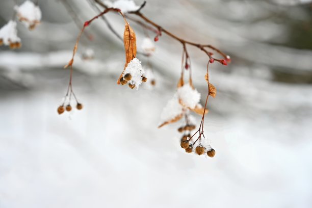 积雪寒冷小雪小寒大寒